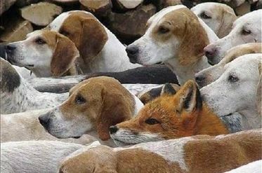Hidden fox