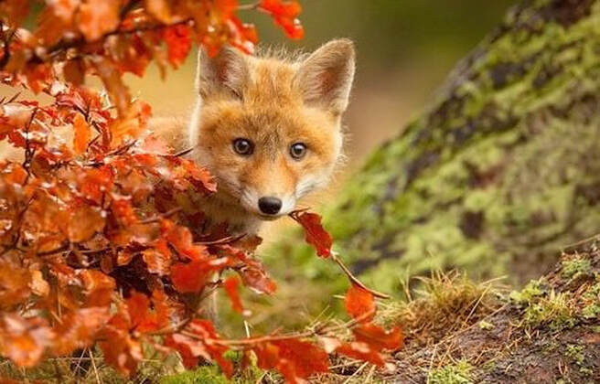 Fall Fox Hunt