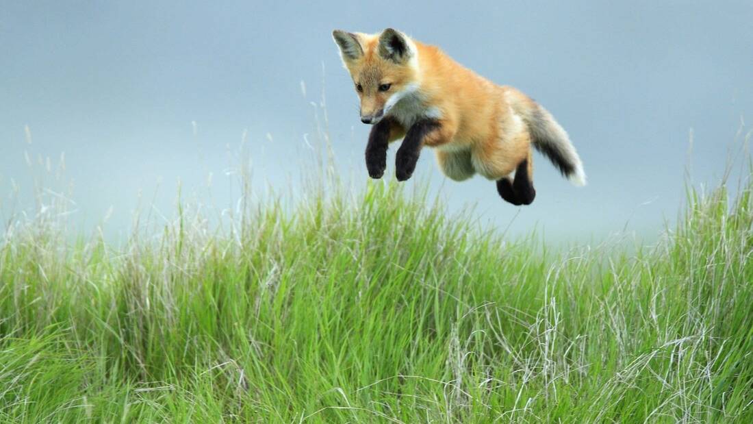 Spring Fox